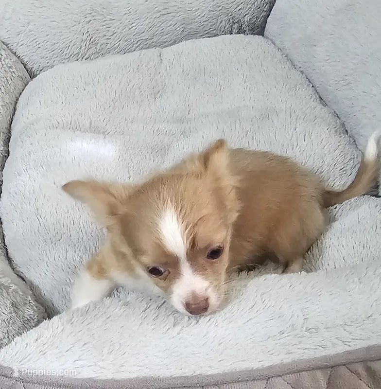 Sandy – Chihuahua puppy for sale in Mc Kenzie, TN
