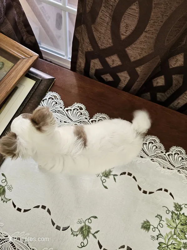 Gizmo  – Chihuahua puppy for sale in Mc Kenzie, TN