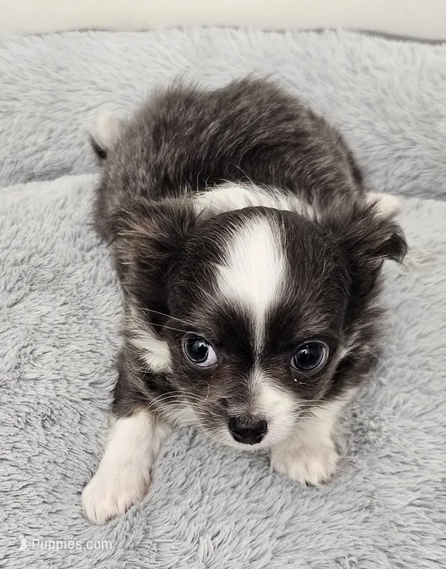 Jafar – Chihuahua puppy for sale in Springville, TN