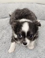 Jafar, a male Chihuahua for sale in Springville, TN – 1 of 6