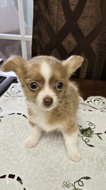 Sandy – Chihuahua puppy for sale in Mc Kenzie, TN