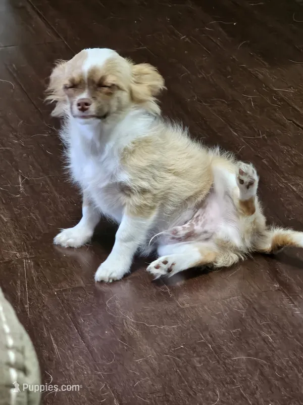 Peanut – Chihuahua puppy for sale in Mc Kenzie, TN