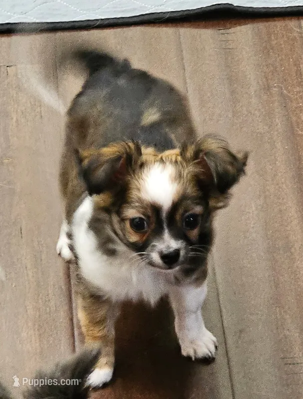 Remington  – Chihuahua puppy for sale in Springville, TN