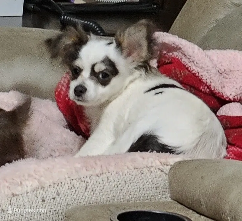 Pistol Pete  – Chihuahua puppy for sale in Mc Kenzie, TN