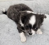 Jafar, a male Chihuahua for sale in Springville, TN – 3 of 6