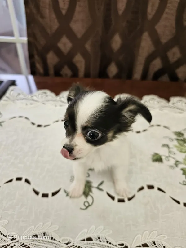 Darla – Chihuahua puppy for sale in Mc Kenzie, TN