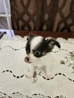 Darla, a female Chihuahua for sale in Mc Kenzie, TN – 2 of 3