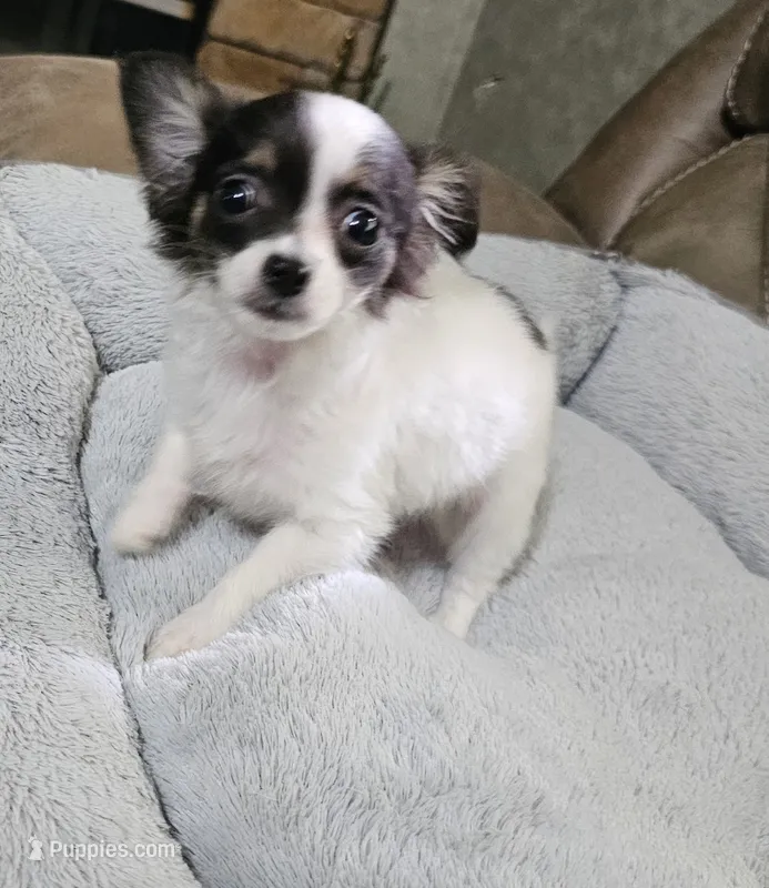 Darla – Chihuahua puppy for sale in Mc Kenzie, TN