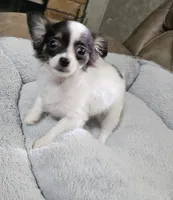 Darla, a female Chihuahua for sale in Paris, TN – 1 of 10