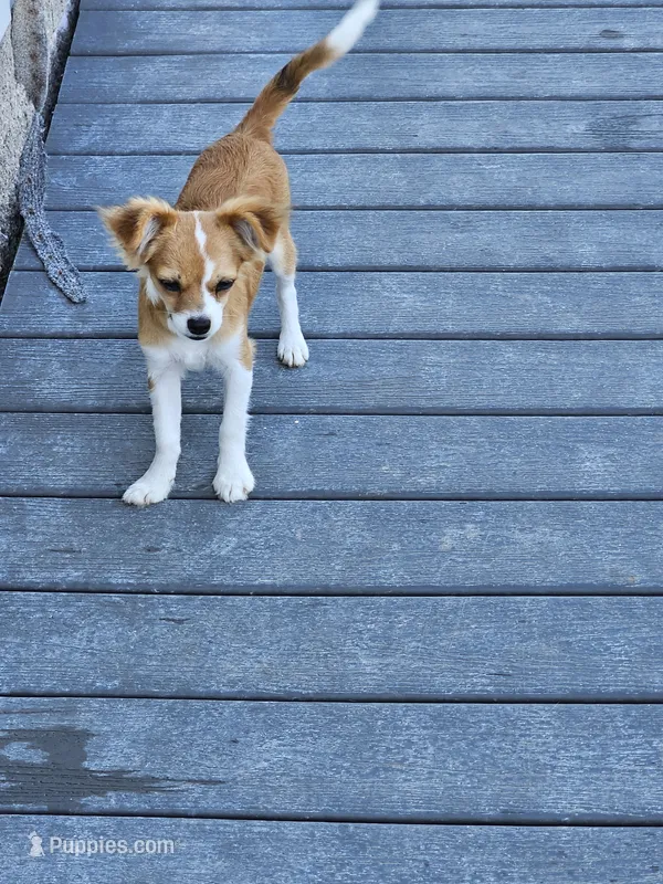 Ruckus – Chihuahua puppy for sale in Springville, TN