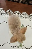 Sandy, a female Chihuahua for sale in Mc Kenzie, TN – 2 of 3