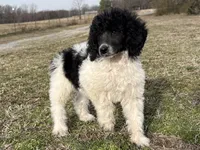 Summer, a female Poodle - Standard  for sale in Muskogee, OK – Photo 1 of 3
