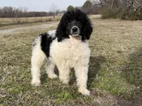 Summer, a female Poodle - Standard  for sale in Muskogee, OK – Photo 2 of 3