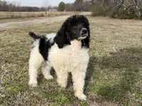 Summer, a female Poodle - Standard  for sale in Muskogee, OK – Photo 3 of 3