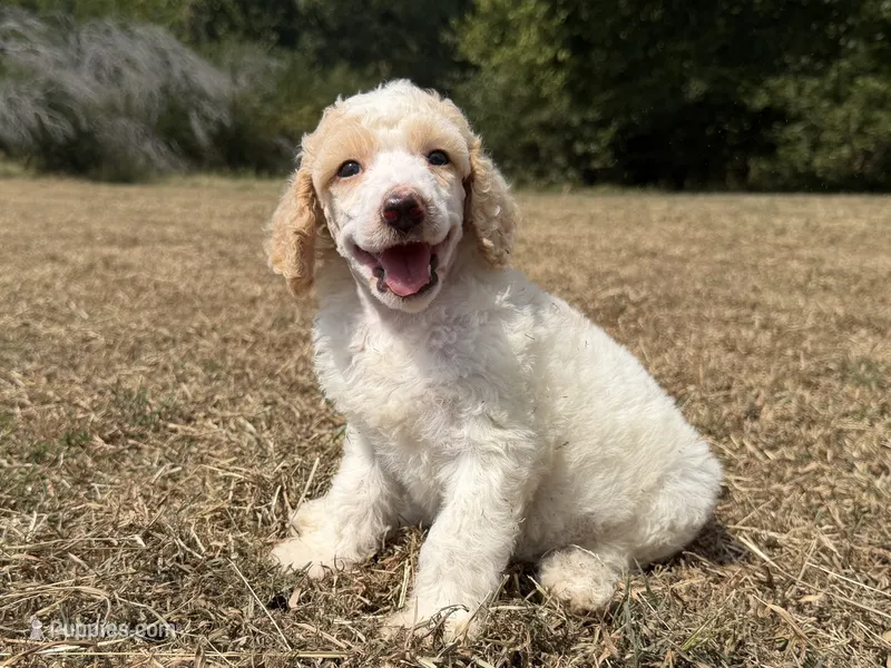 Annie – Poodle - Standard  puppy for sale in Muskogee, OK