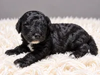 Chanel, a female Poodle - Standard  for sale in Muskogee, OK – 2 of 4