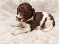 Cooper, a male Poodle - Standard  for sale in Muskogee, OK – 4 of 4