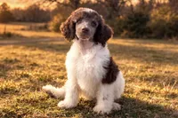 Sarah, a female Poodle - Standard  for sale in Muskogee, OK – Photo 3 of 3