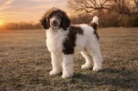 Sarah, a female Poodle - Standard  for sale in Muskogee, OK – Photo 2 of 3