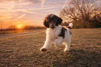 Sarah, a female Poodle - Standard  for sale in Muskogee, OK – Photo 1 of 3
