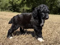 Maverick, a male Poodle - Standard  for sale in Muskogee, OK – 3 of 3