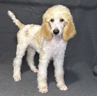 processed/4ef8cb53-25e5-4f52-910a-ab2c0438c0c8/listing/17ddeab8-97ec-427c-a763-ce89f2ccd187/8cba68b7-a4fa-4c6c-b7dd-5edd5cf227a7