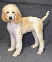 processed/4ef8cb53-25e5-4f52-910a-ab2c0438c0c8/listing/17ddeab8-97ec-427c-a763-ce89f2ccd187/a8e83517-4370-4b1c-996c-8723826e2942