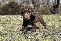Moose, a male Poodle - Standard  for sale in Muskogee, OK – Photo 3 of 4