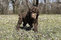 Moose, a male Poodle - Standard  for sale in Muskogee, OK – Photo 2 of 4