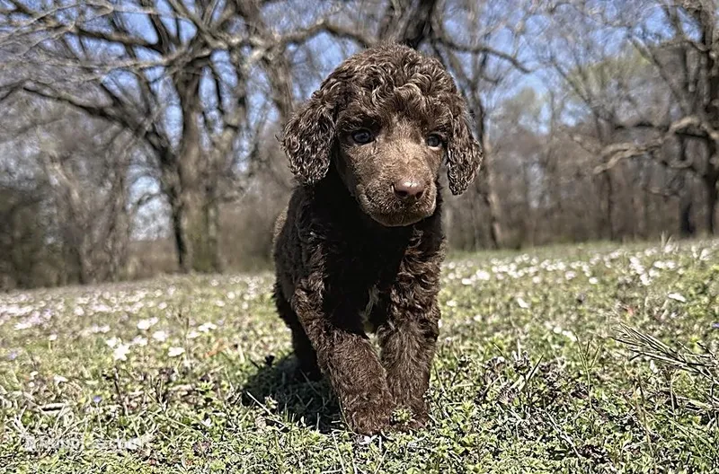 Moose – Poodle - Standard  puppy for sale in Muskogee, OK