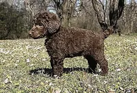 Moose, a male Poodle - Standard  for sale in Muskogee, OK – Photo 4 of 4