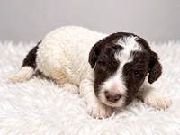 Cash, a male Poodle - Standard  for sale in Muskogee, OK – 4 of 4