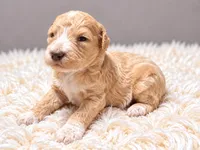 Charlotte, a female Poodle - Standard  for sale in Muskogee, OK – 3 of 4