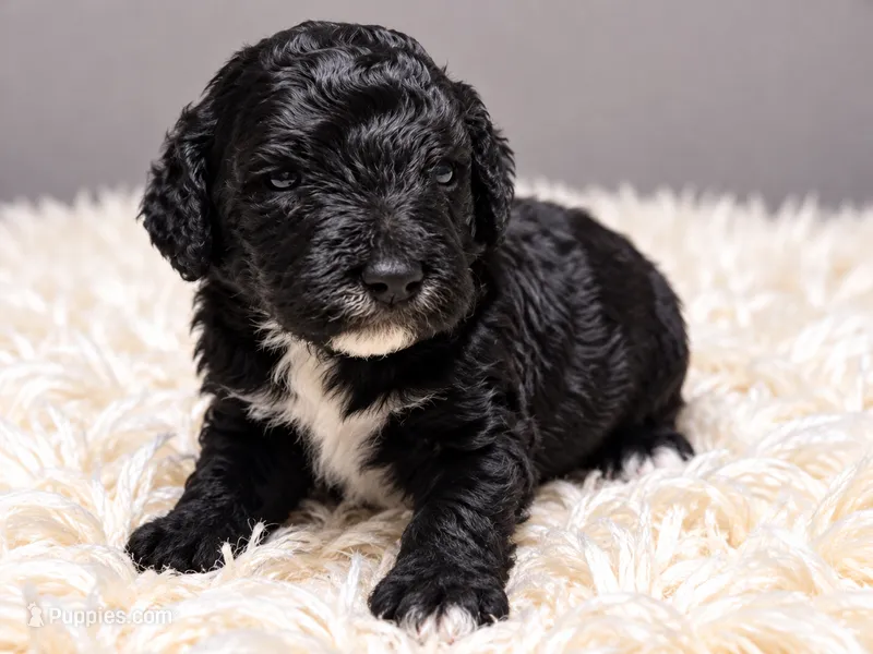 Chanel – Poodle - Standard  puppy for sale in Muskogee, OK