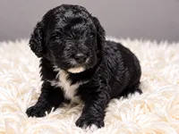Chanel, a female Poodle - Standard  for sale in Muskogee, OK – 1 of 4