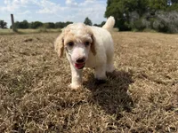 Annie, a female Poodle - Standard  for sale in Muskogee, OK – 3 of 3
