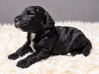 Chanel, a female Poodle - Standard  for sale in Muskogee, OK – 3 of 4