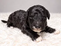 Clark, a male Poodle - Standard  for sale in Muskogee, OK – 4 of 4