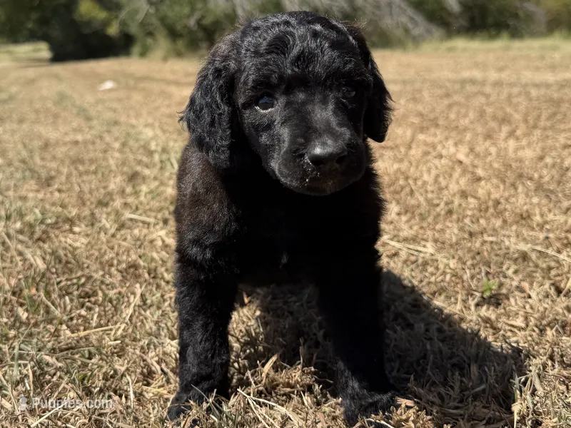 Marlow – Poodle - Standard  puppy for sale in Muskogee, OK