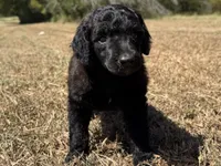 Marlow, a male Poodle - Standard  for sale in Muskogee, OK – 1 of 3