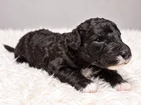 Clark, a male Poodle - Standard  for sale in Muskogee, OK – 2 of 4