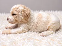 Casper, a male Poodle - Standard  for sale in Muskogee, OK – 4 of 4