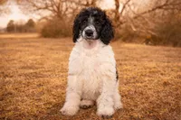 Simon, a male Poodle - Standard  for sale in Muskogee, OK – Photo 3 of 3