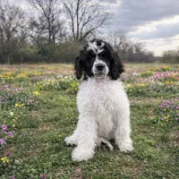 Stewart, a male Poodle - Standard  for sale in Muskogee, OK – Photo 2 of 4
