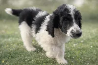 Stewart, a male Poodle - Standard  for sale in Muskogee, OK – Photo 1 of 4