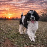 Stewart, a male Poodle - Standard  for sale in Muskogee, OK – Photo 4 of 4