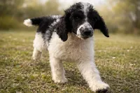 Stewart, a male Poodle - Standard  for sale in Muskogee, OK – Photo 3 of 4
