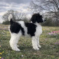 Stewart, a male Poodle - Standard  for sale in Muskogee, OK – Photo 3 of 4