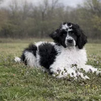 Stewart, a male Poodle - Standard  for sale in Muskogee, OK – Photo 1 of 4