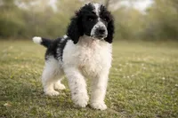Stewart, a male Poodle - Standard  for sale in Muskogee, OK – Photo 2 of 4